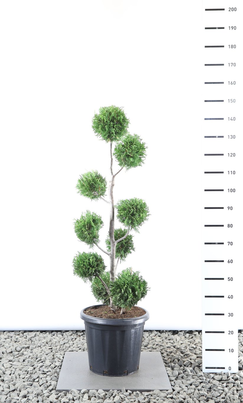 Thuja occ. 'Brabant' - 100-125 CM PonPon EXTRA in Cont.